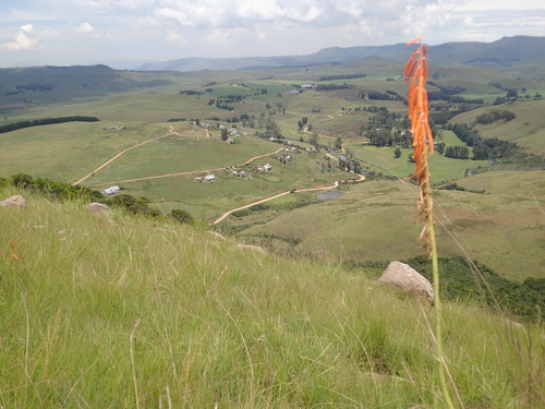 Image of Kniphofia angustifolia by no rights reserved