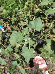 Malvaceae