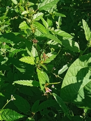 Heliconius charithonia