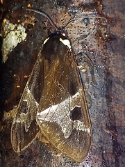 Dysschema marginalis