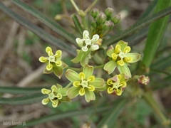 Asclepias mellodora