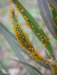 Asclepias mellodora