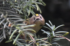 Regulus regulus