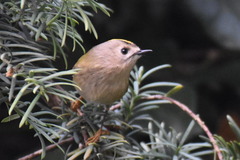 Regulus regulus