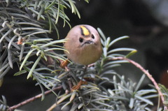 Regulus regulus