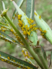 Asclepias mellodora