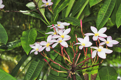 Plumeria rubra