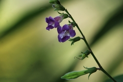 Asystasia dalzelliana