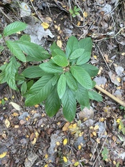 Frangula caroliniana