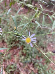 Boltonia asteroides