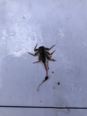 Maccaffertium modestum