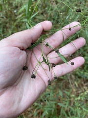 Boltonia asteroides