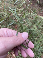 Boltonia asteroides