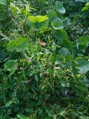 Heliconius charithonia