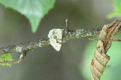 Xanthorhoe montanata