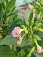 Nicotiana tabacum