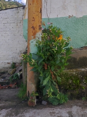 Nicotiana tabacum