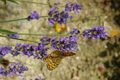Melitaea phoebe