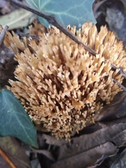 Phaeoclavulina flaccida