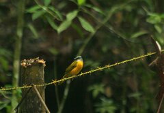 Eucometis penicillata