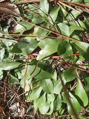 Valerianella
