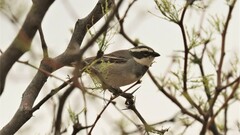 Microspingus torquatus