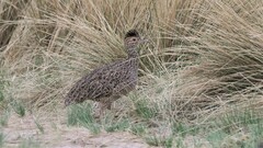 Nothoprocta cinerascens