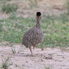 Nothoprocta cinerascens