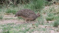 Nothoprocta cinerascens