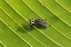 Discodon plicatum