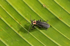 Discodon plicatum