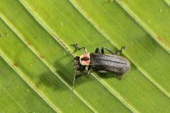Discodon plicatum