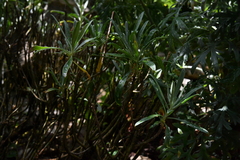 Erysimum cheiri