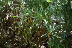 Erysimum cheiri