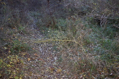 Asparagus verticillatus