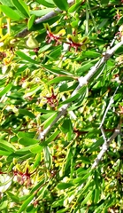 Periploca laevigata
