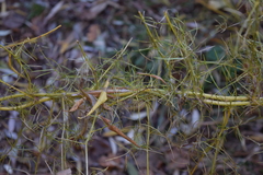 Asparagus verticillatus