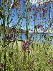 Verbena litoralis