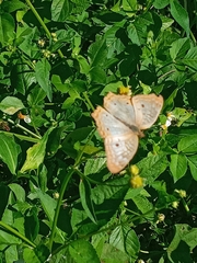 Anartia jatrophae