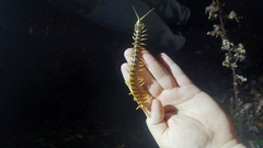 Ethmostigmus rubripes