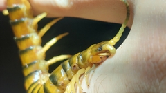 Ethmostigmus rubripes