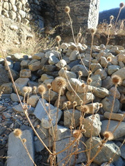 Dipsacus strigosus
