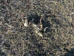 Urocitellus richardsonii