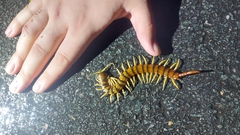 Ethmostigmus rubripes