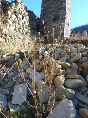 Dipsacus strigosus