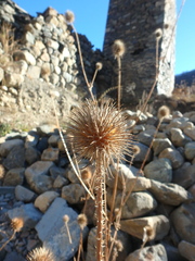 Dipsacus strigosus