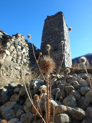 Dipsacus strigosus
