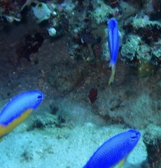 Pomacentrus coelestis