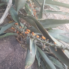 Sansevieria aethiopica