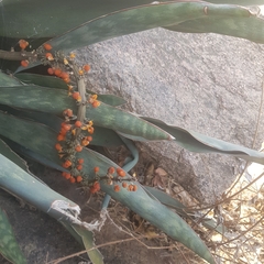 Sansevieria aethiopica